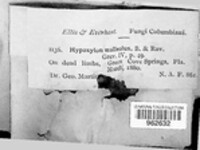 Annulohypoxylon thouarsianum image